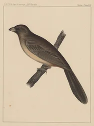 Birds, Plate XXX, 1855